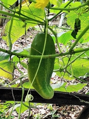 Cucumis sativus hardwickii