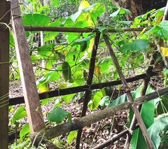 Cucumis sativus hardwickii