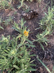 Hirpicium bechuanense