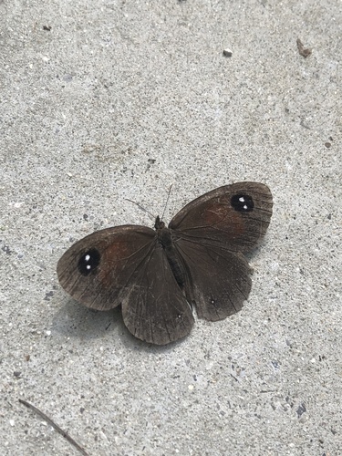 Loxerebia saxicola