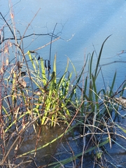 Sparganium eurycarpum