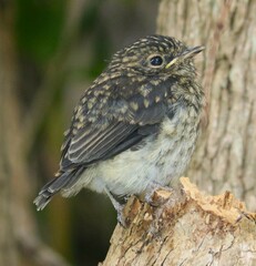 Muscicapa adusta adusta