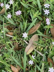 Richardia grandiflora