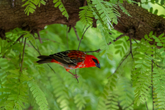 Foudia madagascariensis