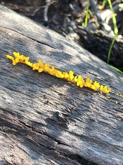 Dacrymyces
