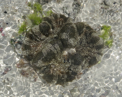 Stichodactyla haddoni