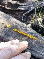 Dacrymyces