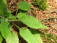 Hieracium murorum