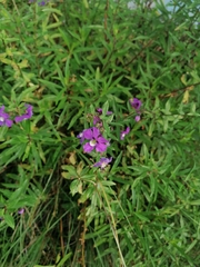 Angelonia