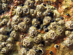 Chthamalus stellatus