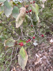 Lonicera maackii