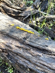 Dacrymyces