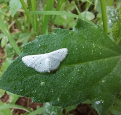 Scopula umbilicata