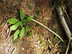 Hieracium murorum
