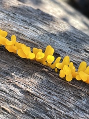 Dacrymyces