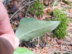 Hieracium murorum
