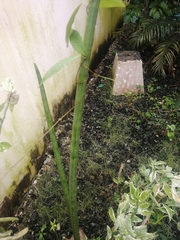 Sansevieria cylindrica