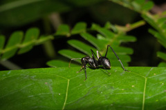 Gigantiops destructor