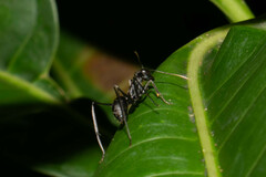 Gigantiops destructor