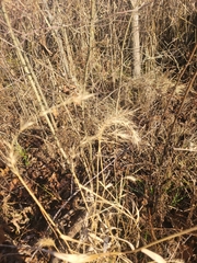 Elymus villosus