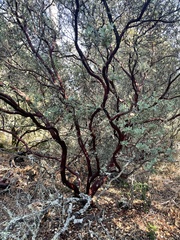 Arctostaphylos silvicola