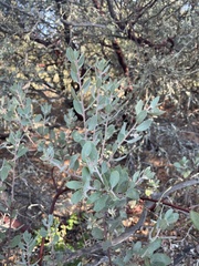 Arctostaphylos silvicola