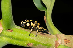 Phiale guttata