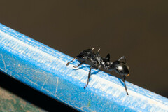 Cephalotes atratus