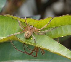 Sparassidae