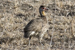 Pternistis leucoscepus