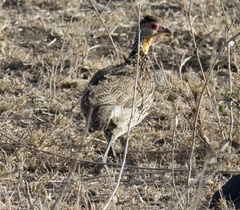 Pternistis leucoscepus