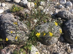 Chondrilla chondrilloides