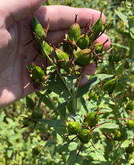 Hypericum ascyron