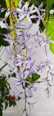 Petrea