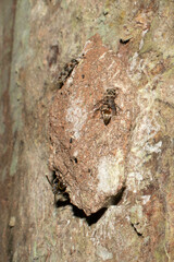 Metapolybia