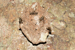 Metapolybia