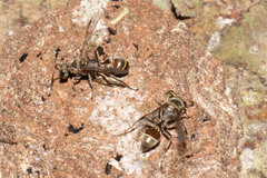 Metapolybia