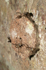 Metapolybia