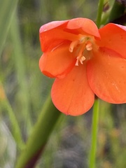 Pillansia templemannii