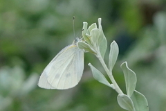 Pieris rapae crucivora