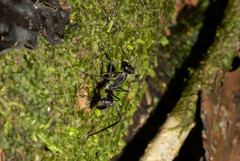 Gigantiops destructor