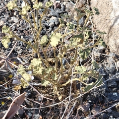 Sphaeralcea ambigua