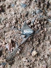 Tetragnathidae
