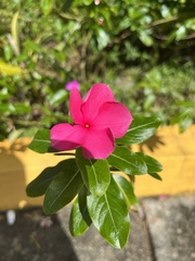 Catharanthus roseus