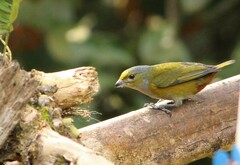 Euphonia pectoralis