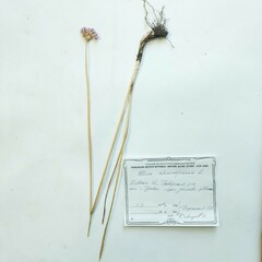 Allium schoenoprasum