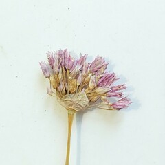 Allium schoenoprasum