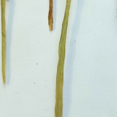 Allium schoenoprasum