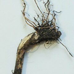 Allium schoenoprasum