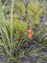 Pillansia templemannii